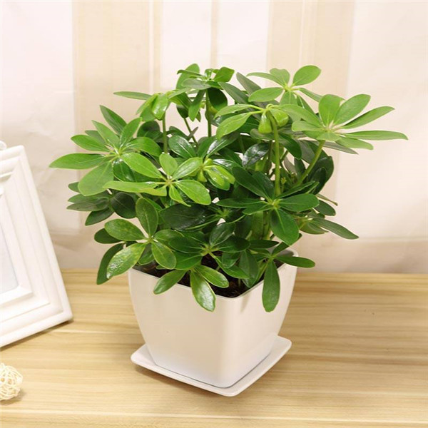 ����ľҶ�ӷ�����ô�� ����ľҶ�ӷ��Ƶ�ԭ�򼰽������