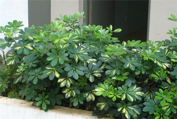 ����ľҶ�ӷ�����ô�� ����ľҶ�ӷ��Ƶ�ԭ�򼰽������