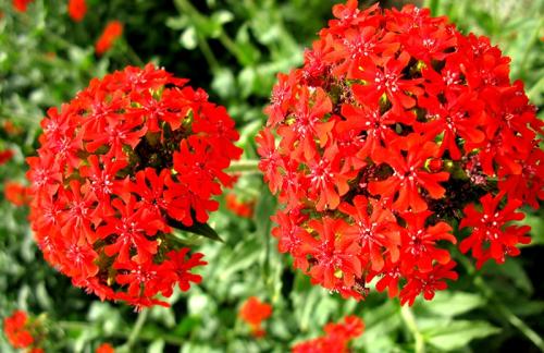 剪秋罗的繁殖方法都有哪些 这么给剪秋萝繁殖你学会了吗