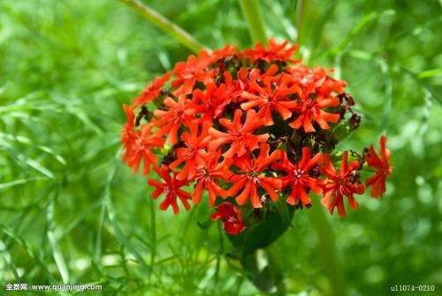 剪秋罗的繁殖方法都有哪些 这么给剪秋萝繁殖你学会了吗