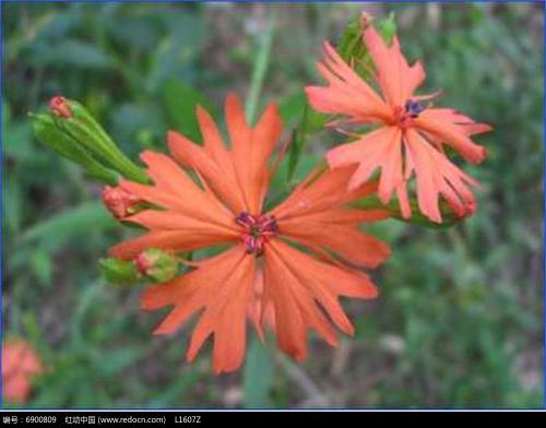 剪秋罗的繁殖方法都有哪些 这么给剪秋萝繁殖你学会了吗