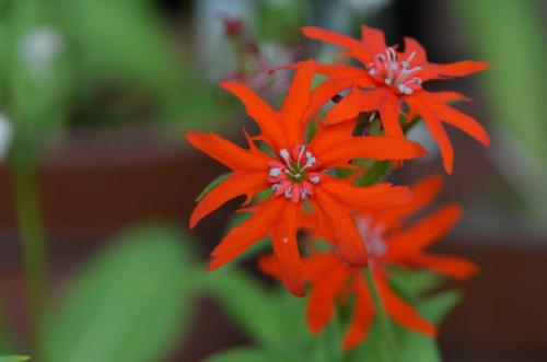 剪秋罗的花期是什么时候 这么做可以控制剪秋萝的花期