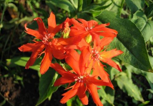 剪秋罗的花期是什么时候 这么做可以控制剪秋萝的花期