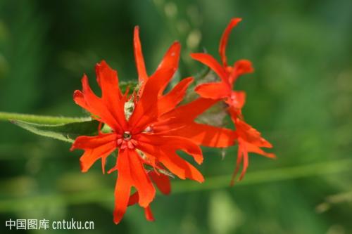 剪秋罗的养护方法详细介绍 这么养护剪秋萝你学会了吗