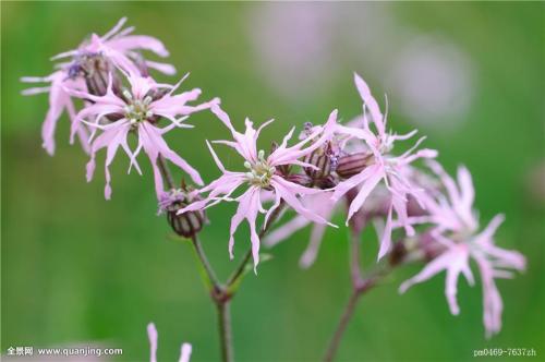 剪秋罗的养护方法详细介绍 这么养护剪秋萝你学会了吗