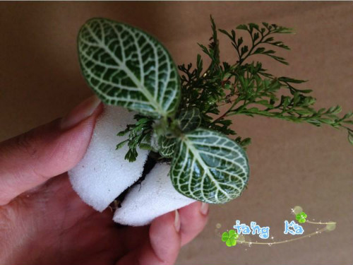 白网纹草可水养吗 水培网纹草的方法步骤看这里