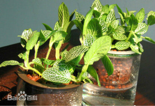 白网纹草可水养吗 水培网纹草的方法步骤看这里