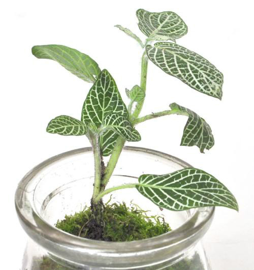 白网纹草可水养吗 水培网纹草的方法步骤看这里