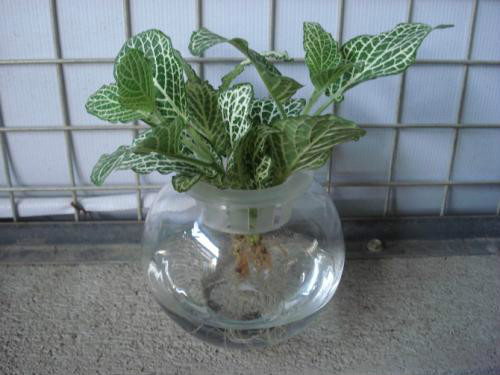 白网纹草可水养吗 水培网纹草的方法步骤看这里