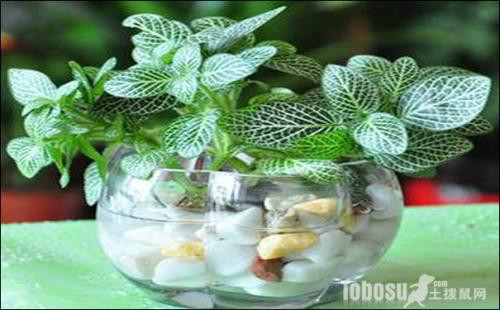 白网纹草可水养吗 水培网纹草的方法步骤看这里