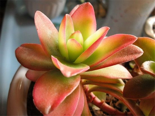 火祭多肉怎么修剪 这样给火祭进行修剪观赏价值更高