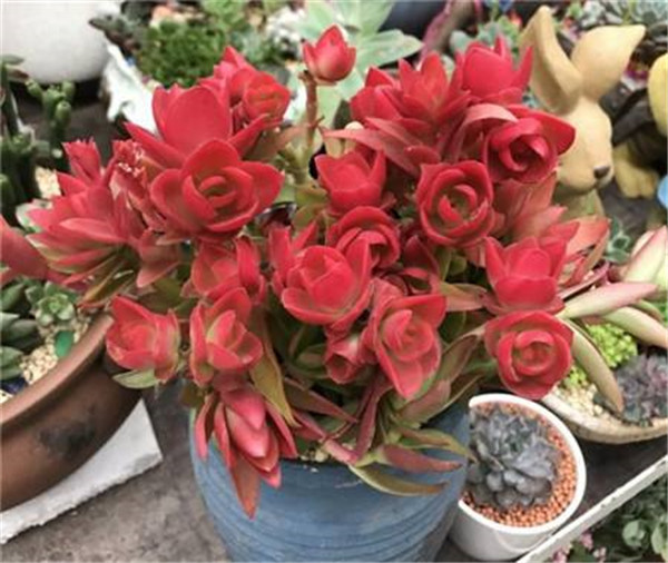 火祭多肉怎么修剪 这样给火祭进行修剪观赏价值更高