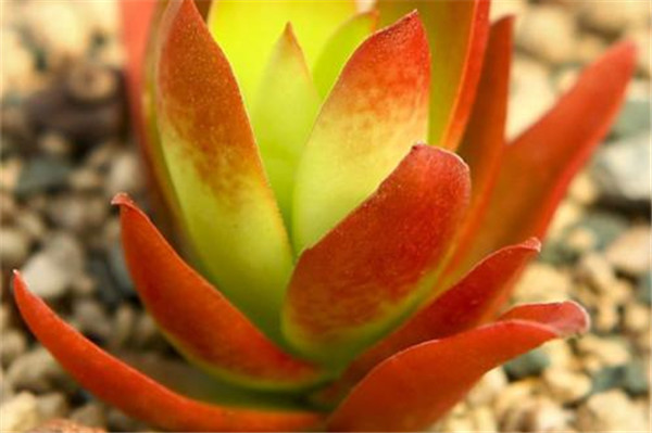 火祭多肉怎么修剪 这样给火祭进行修剪观赏价值更高