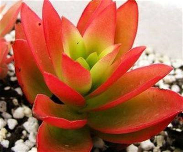 多肉火祭为什么不红 需要这样养护才能将火祭叶子变红哦