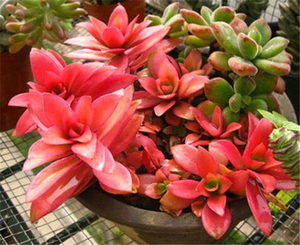 多肉火祭为什么不红 需要这样养护才能将火祭叶子变红哦
