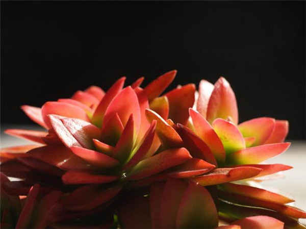 多肉火祭为什么不红 需要这样养护才能将火祭叶子变红哦