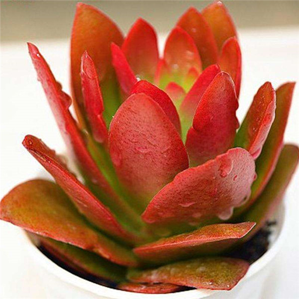 多肉火祭为什么不红 需要这样养护才能将火祭叶子变红哦