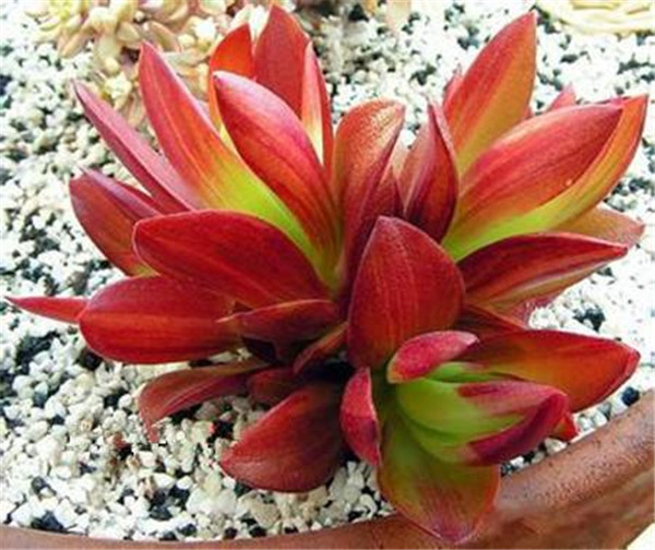 多肉火祭为什么不红 需要这样养护才能将火祭叶子变红哦