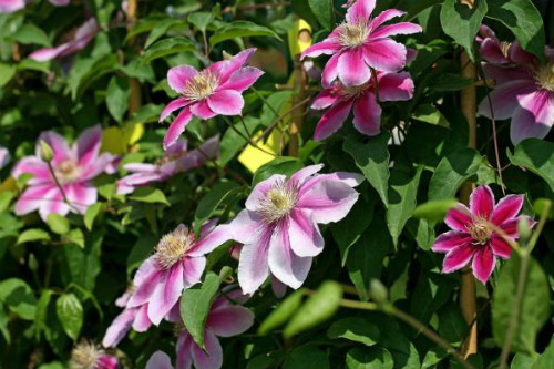 ��������������ô��  ����������ֳ������ע���������