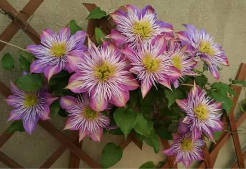 ��������������ô��  ����������ֳ������ע���������