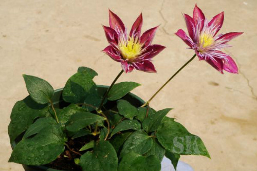 ��������������ô��  ����������ֳ������ע���������