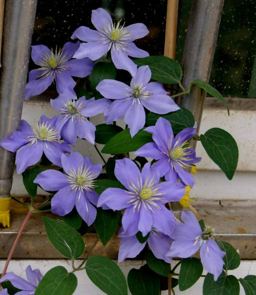 ������������ʲôԭ��  ����������������������ʢŶ