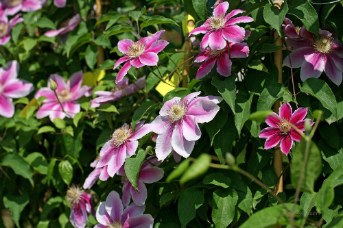 ������������ʲôԭ��  ����������������������ʢŶ