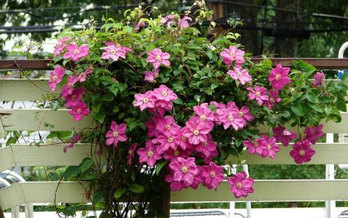 ������������ʲôԭ��  ����������������������ʢŶ