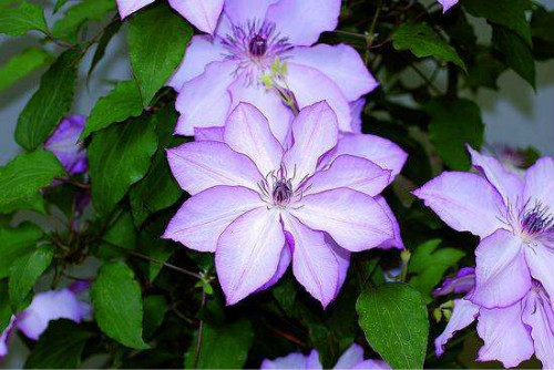 ������������ʲôԭ��  ����������������������ʢŶ