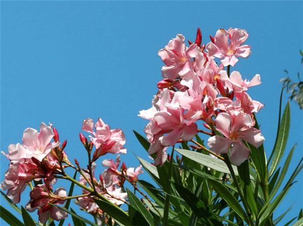 夹竹桃怎么施肥 掌握正确的施肥方法对夹竹桃来说很重要