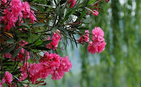 夹竹桃怎么施肥 掌握正确的施肥方法对夹竹桃来说很重要