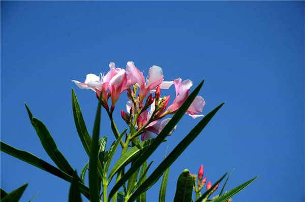 夹竹桃怎么施肥 掌握正确的施肥方法对夹竹桃来说很重要