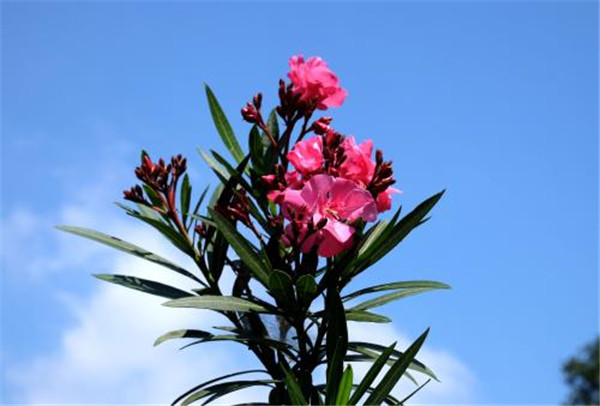 夹竹桃怎么施肥 掌握正确的施肥方法对夹竹桃来说很重要