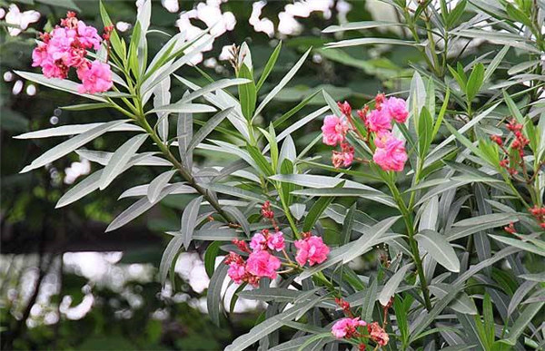 ���������Ǥ�� ������������Ǥ���������Ŷ