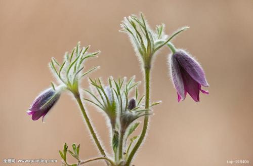 白头翁的繁殖方法都有哪些 这么给白头翁繁殖你学会了吗