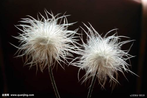 白头翁的繁殖方法都有哪些 这么给白头翁繁殖你学会了吗