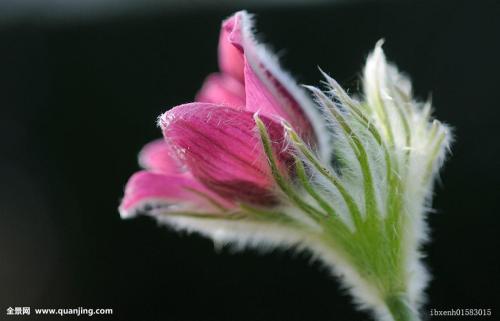 白头翁的养殖方法和注意事项是什么 这么养白头翁真的好看