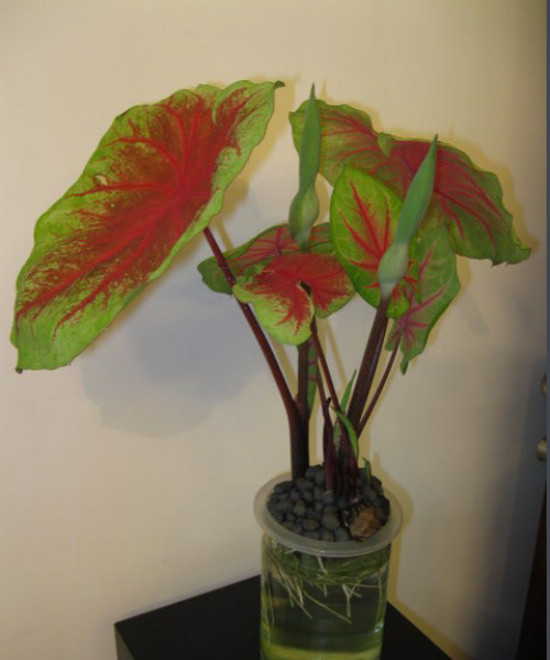 ��Ҷ��ɲ�����ˮ��  ��Ҷ��ˮ����ϸ�����˽�һ��