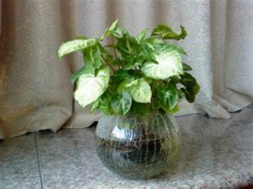 ��Ҷ��ɲ�����ˮ��  ��Ҷ��ˮ����ϸ�����˽�һ��