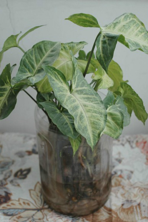 ��Ҷ��ɲ�����ˮ��  ��Ҷ��ˮ����ϸ�����˽�һ��