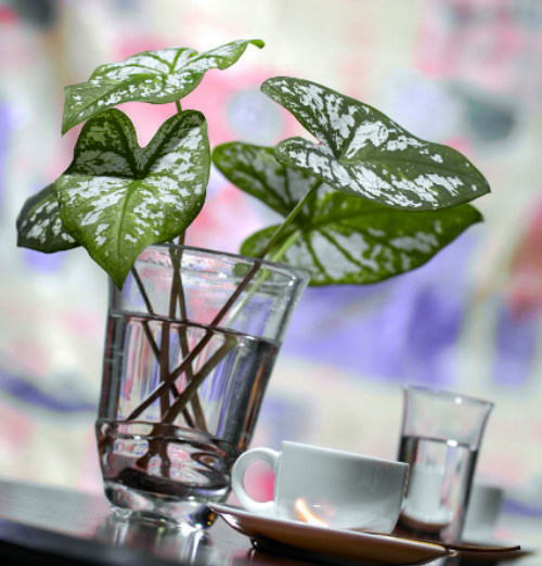 ��Ҷ��ɲ�����ˮ��  ��Ҷ��ˮ����ϸ�����˽�һ��