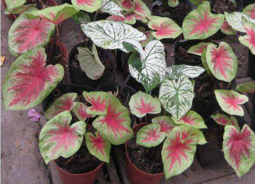 ��Ҷ��ɲ�����ˮ��  ��Ҷ��ˮ����ϸ�����˽�һ��