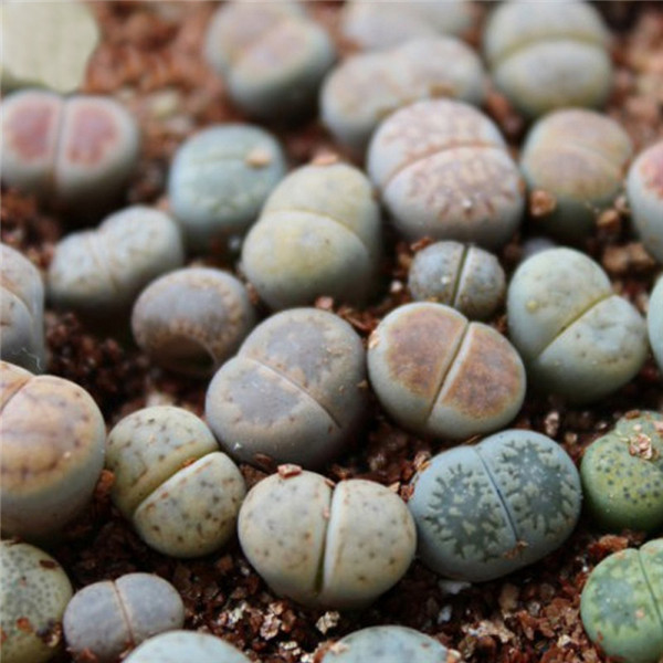 生石花怎么养才能长得好 生石花养殖方法和注意事项介绍