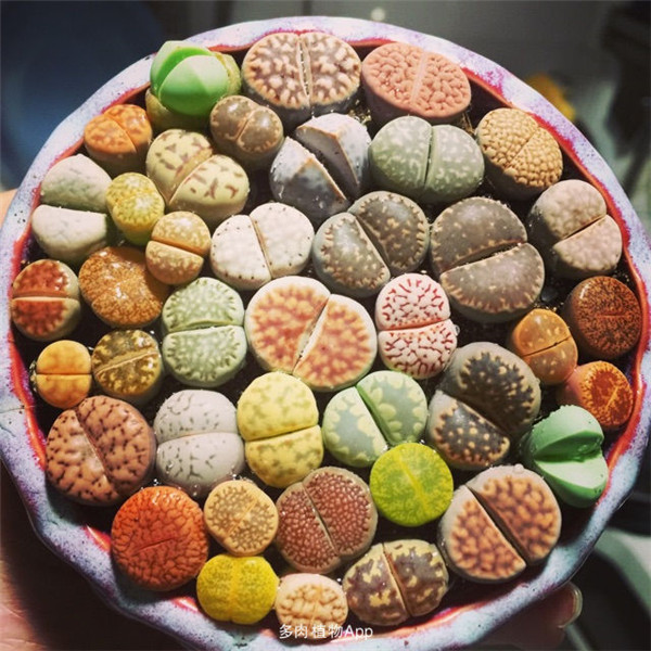 生石花怎么养才能长得好 生石花养殖方法和注意事项介绍