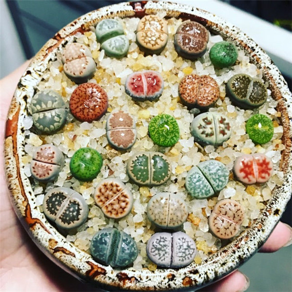 生石花怎么养才能长得好 生石花养殖方法和注意事项介绍