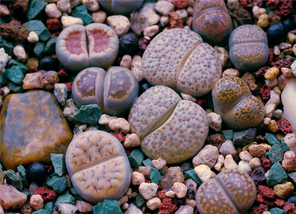 生石花怎么养才能长得好 生石花养殖方法和注意事项介绍