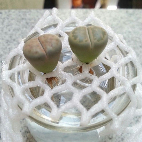 生石花怎么水培 水培生石花的方法和注意事项看这里