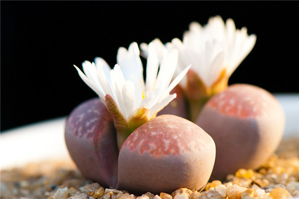 生石花怎么水培 水培生石花的方法和注意事项看这里