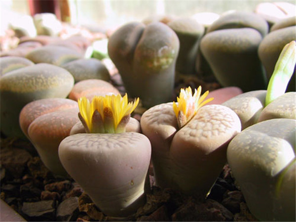 生石花怎么水培 水培生石花的方法和注意事项看这里