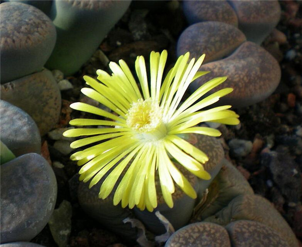 生石花怎么水培 水培生石花的方法和注意事项看这里